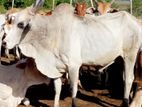 மாப்பிளை நாம்பன்