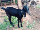 Farm Goat