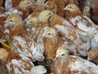 RIR Chicks
