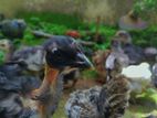 මාස 1 1/2 ගම් කුකුළ් පැටවුන්.