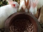 Rabbit