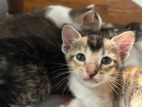 Kitten for Kind Home