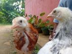 ගම් කුකුල් පැටවුන්