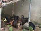ගම් කුකුල් පැටවුන්