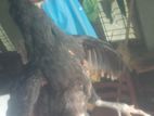 මාස 2 කට වැඩි කුකුල් පැටවුන් විකිණීමට ඇත