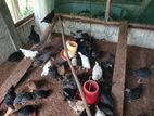 මාස 3 1/2 වයස ගම් පැටවුන් විකිනීමට ඇත.