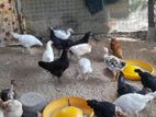 කිකිලි පැටවු