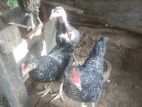කිකිළි පැටව්
