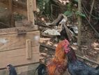 Farm Chicken