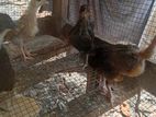 Farm chicks