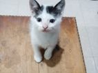 Kitten for Kind Home