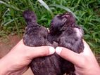 මාස එකහමාර ගම් කුකුළ් පැටවුන් 12 ක්