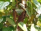 මාසික ආදායම ලක්ෂ 5/= ක ගම්මිරිස් වගාව