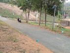 මාතර වැවකට මුහුණලා බිම් කොටස්