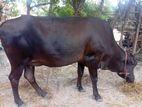 Farm மாடு