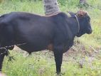 மாடு