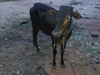 மாடு Cow