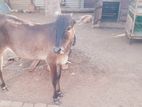 Farm Cows