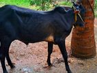 மாடு - Cow