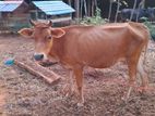 மாடு பால்