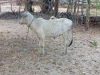 Farm Cow - மாடு