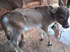 மாடு - Cow