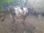 Male Cow