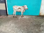 மாடு Farm Cow