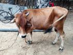Farm Cow