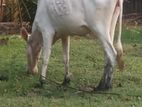 மாடுகள்
