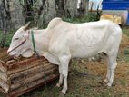 மாடுகள்