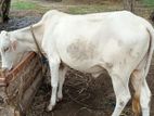 Farm Cow