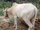 Farm Cow