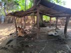 மாடுகள்