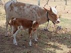 மாடும் அதன் கன்றும்