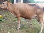 மாடுகள்