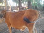 Farm Cow