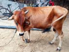 மாடுநாம்பன்