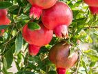 Pomegranates Fruit