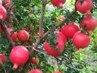 மாதுளை Plant