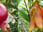மாதுளை