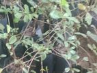 மாதுளை ரேட்ஏஞ்சல்