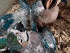Macaw Baby Birds