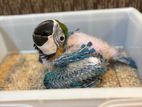 Macaw bird chicks