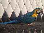 Macaw Bird