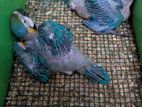 Macaw Bird