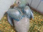 Macaw Bird
