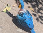 Macaw bird