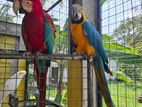 Macaw Bird