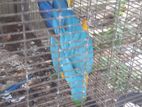 Macaw bird